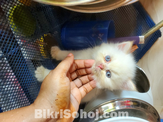 Persian cat White blue eyes